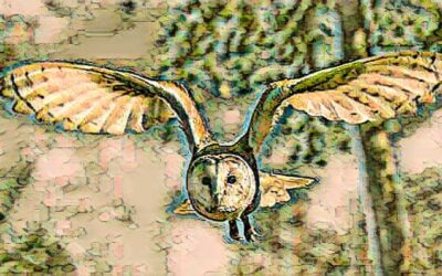 Spirit van Uil en de (nep)sjamaan