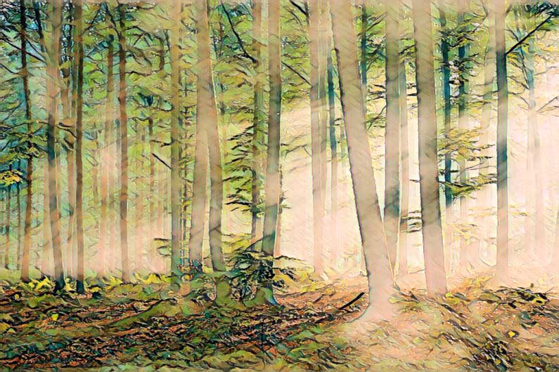 ruimte tussen de bomen